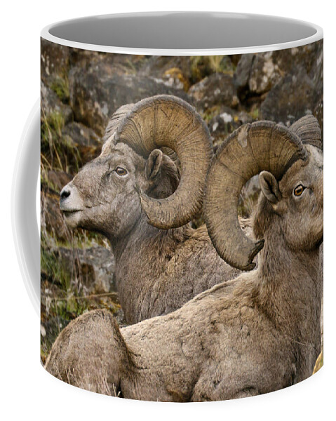 Biggs Rams Coffee Mug featuring the photograph Biggs Rams by Wes and Dotty Weber