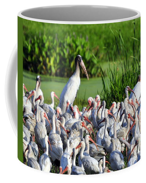 Ibis Coffee Mug featuring the photograph Birds of a Feather by Al Powell Photography USA