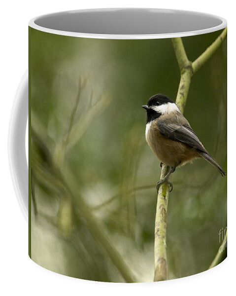 Black-capped Chickadee Coffee Mug featuring the photograph Black-capped Chickadee with branch bokeh by Sharon Talson