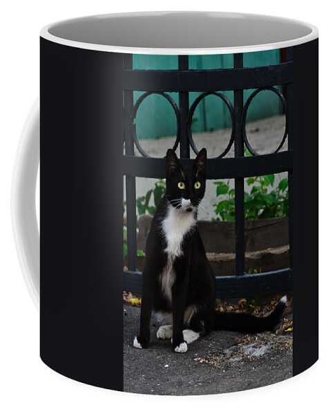 Background Coffee Mug featuring the photograph Black cat on black background by Michael Goyberg