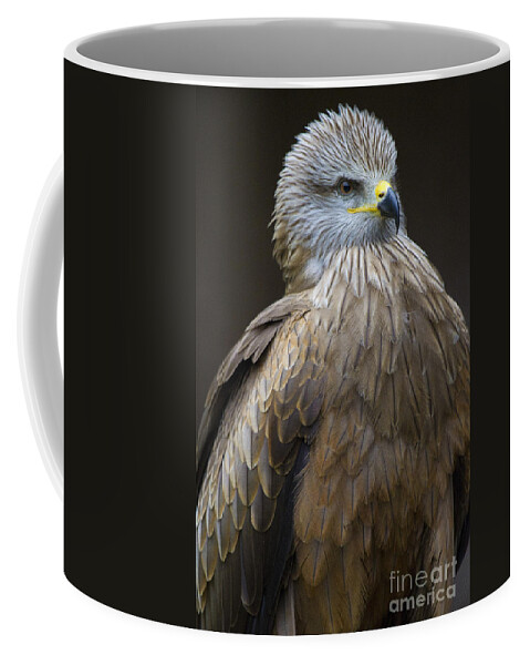 Bird Of Prey Coffee Mug featuring the photograph Black Kite 4 by Heiko Koehrer-Wagner