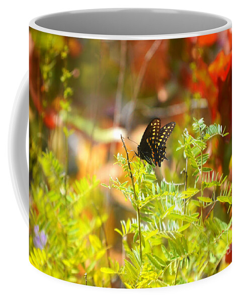 Macro Coffee Mug featuring the photograph Black Swallow Tail Butterfly in Autumn Colors by Peggy Franz