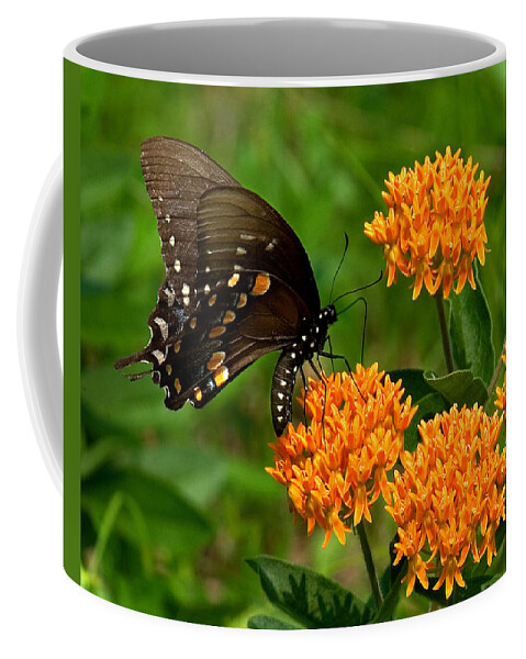 Insect Coffee Mug featuring the photograph Black Swallowtail Visiting Butterfly Weed DIN012 by Gerry Gantt