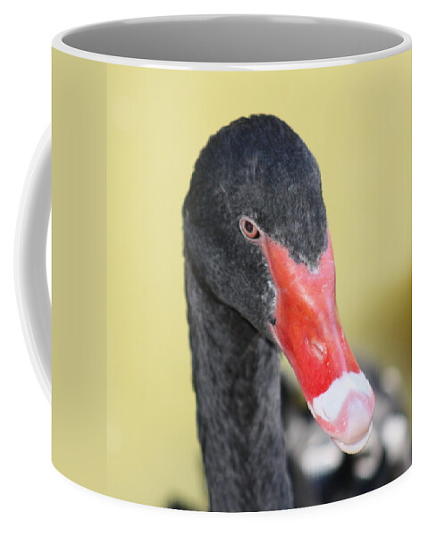 Black Coffee Mug featuring the photograph Black Swan by Kim Galluzzo Wozniak