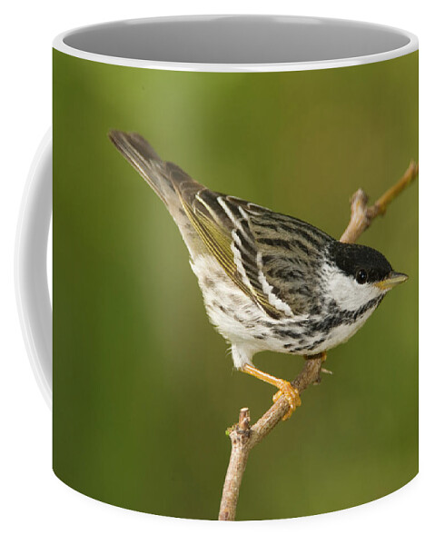 Mp Coffee Mug featuring the photograph Blackpoll Warbler Dendroica Striata by Tom Vezo
