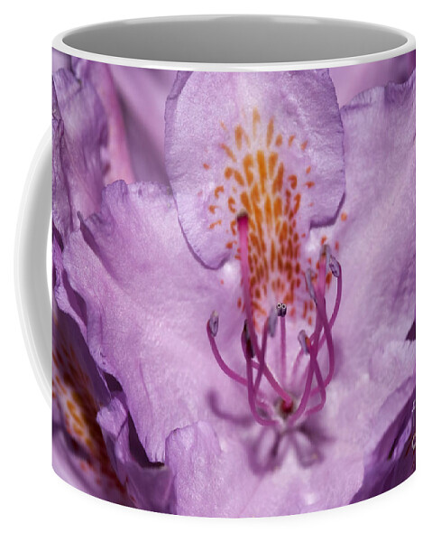 Rose Bay Coffee Mug featuring the photograph Bloom Of The Rhododendron by Michal Boubin