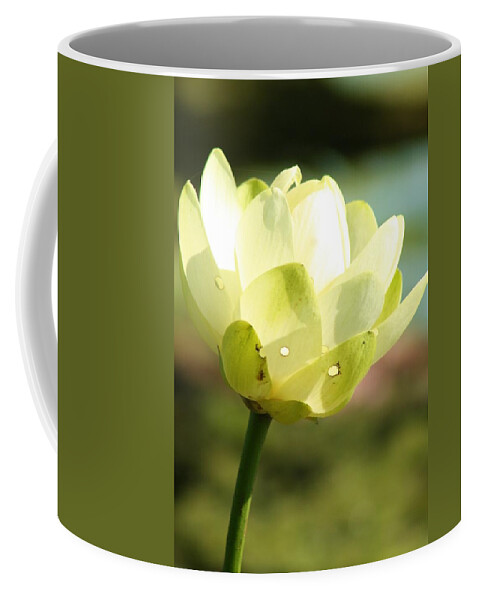 Nature Coffee Mug featuring the photograph Blooming Water Lily by Bruce Bley