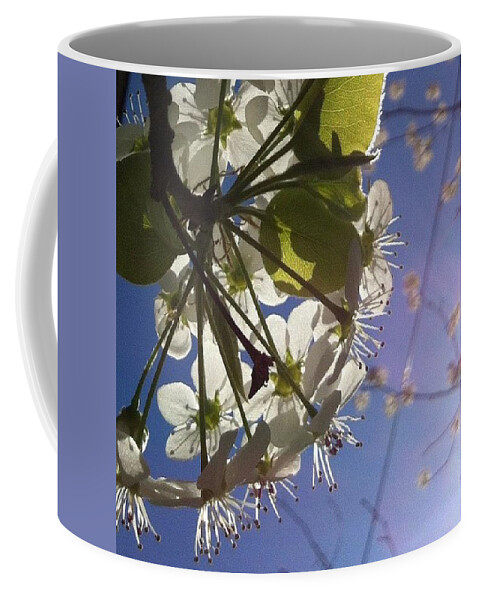 Tree Coffee Mug featuring the photograph Blossoms In Bloom by Katie Cupcakes