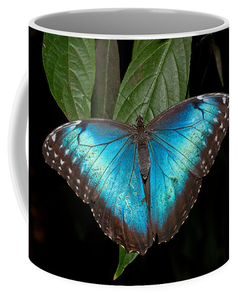 Butterfly Coffee Mug featuring the photograph Blue Morpho Butterfly by David Freuthal