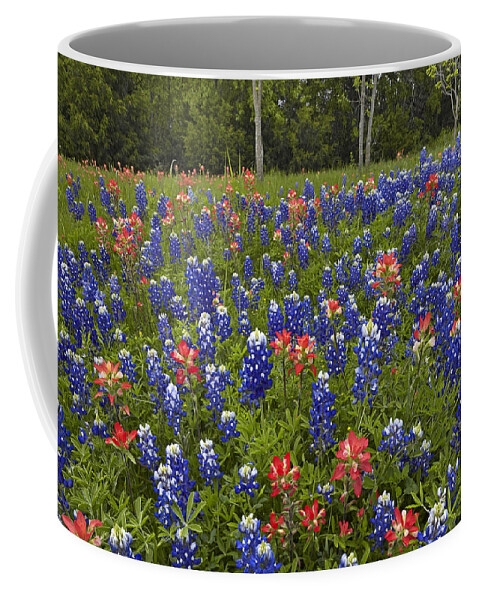 00442667 Coffee Mug featuring the photograph Bluebonnet And Paintbrush by Tim Fitzharris