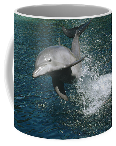 00089386 Coffee Mug featuring the photograph Bottlenose Dolphin Jumping Hawaii by Flip Nicklin