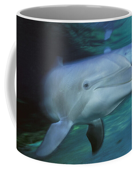 00127180 Coffee Mug featuring the photograph Bottlenose Dolphin Pair Swimming Hawaii by Flip Nicklin