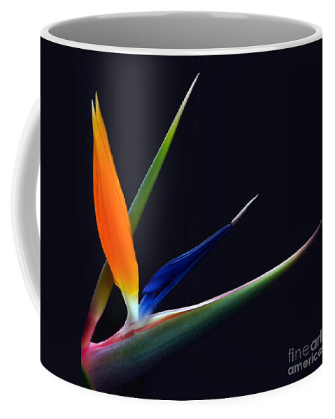 Strelitzia Coffee Mug featuring the photograph Bright Bird of Paradise square frame by Byron Varvarigos