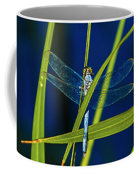 Heron Haven Coffee Mug featuring the photograph Brilliant Dragon Fly by Ed Peterson
