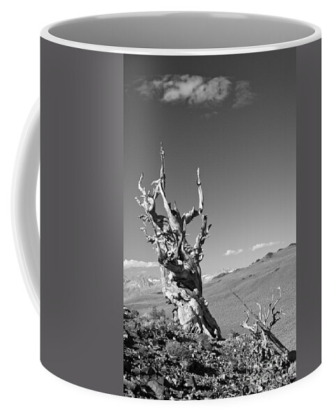 Pinus Longaeva Coffee Mug featuring the photograph Bristlecone Pine and cloud by Olivier Steiner