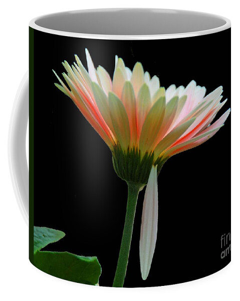 Florals Coffee Mug featuring the photograph Broken Daisy by Cindy Manero