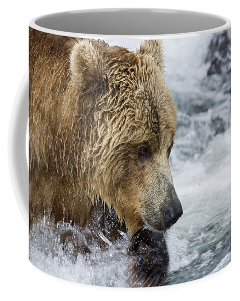 Mp Coffee Mug featuring the photograph Brown Bear Fishing for Salmon by Sergey Gorshkov