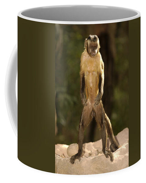 Mp Coffee Mug featuring the photograph Brown Capuchin Cebus Apella Standing by Pete Oxford