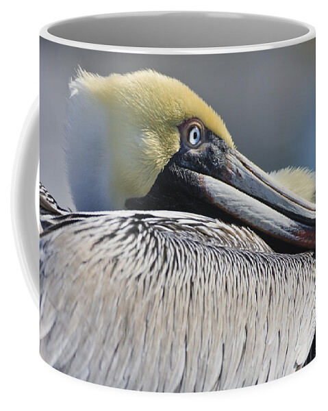 3scape Photos Coffee Mug featuring the photograph Brown Pelican by Adam Romanowicz