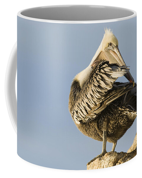 00429648 Coffee Mug featuring the photograph Brown Pelican Preening Natural Bridges by Sebastian Kennerknecht