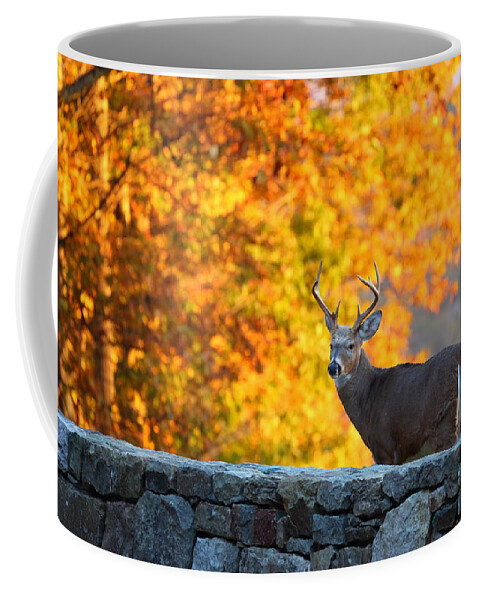 Metro Coffee Mug featuring the photograph Buck in the Fall 07 by Metro DC Photography