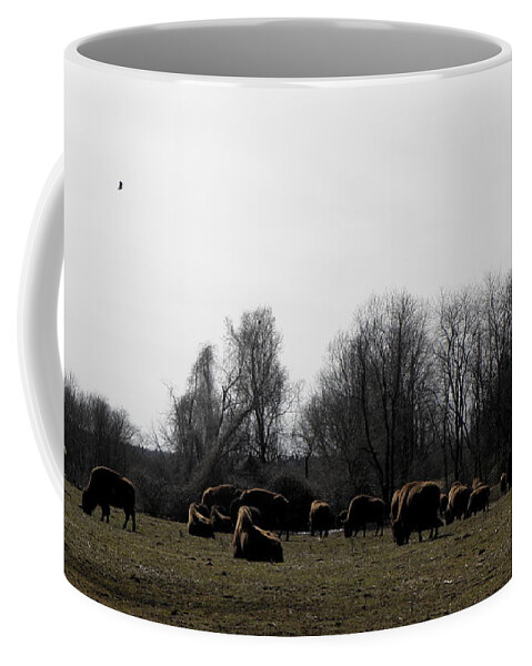 Buffalo Coffee Mug featuring the photograph Buffalo Farm in CT USA by Kim Galluzzo