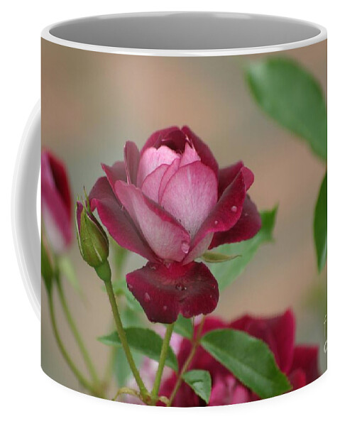 Rose Coffee Mug featuring the photograph Burgundy Iceberg by Living Color Photography Lorraine Lynch