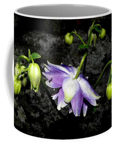 Purple Flower Coffee Mug featuring the photograph Bursting Columbine by Kim Galluzzo