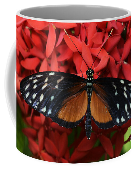Butterfly Coffee Mug featuring the photograph Butterfly 1 by Bob Christopher