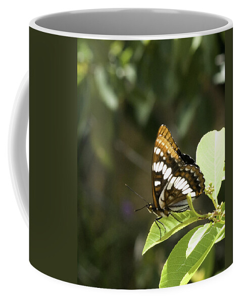Butterfly Coffee Mug featuring the photograph Butterfly at Rest by Betty Depee