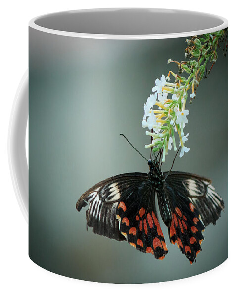 Bangalore Coffee Mug featuring the photograph Butterfly by SAURAVphoto Online Store