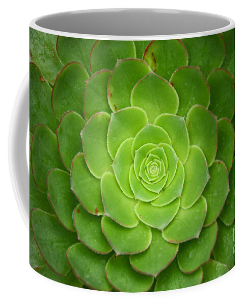 Cactus Coffee Mug featuring the photograph Cactus 18 by Cassie Marie Photography