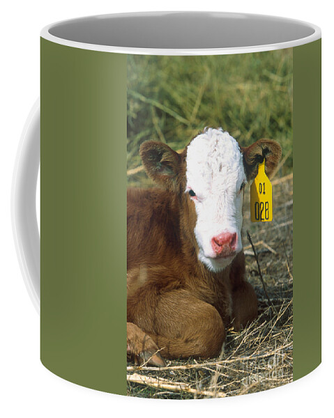 Calf Coffee Mug featuring the photograph Calf by Science Source