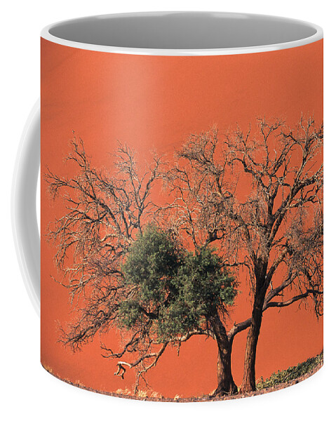 Mp Coffee Mug featuring the photograph Camelthorn Acacia Acacia Erioloba Tree by Pete Oxford