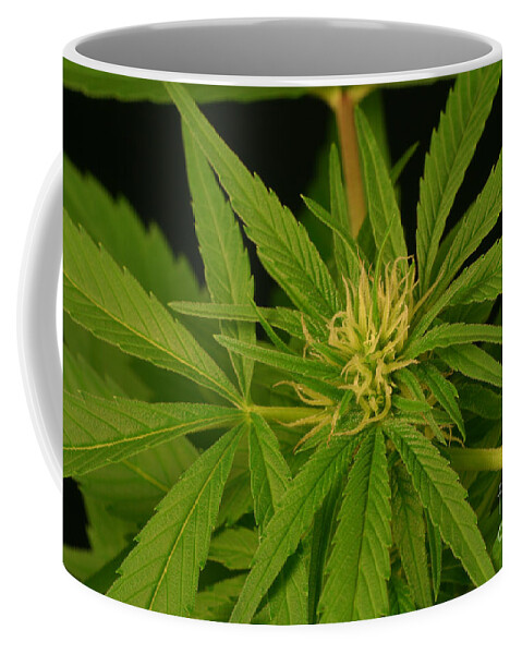 Plant Coffee Mug featuring the photograph Cannabis Bud by Ted Kinsman