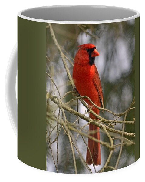 Cardinal Coffee Mug featuring the photograph Cardinal in Spruce by Ann Bridges