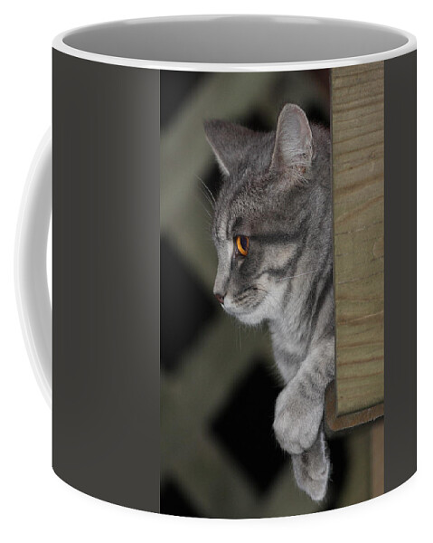Cat Coffee Mug featuring the photograph Cat On Steps by Daniel Reed
