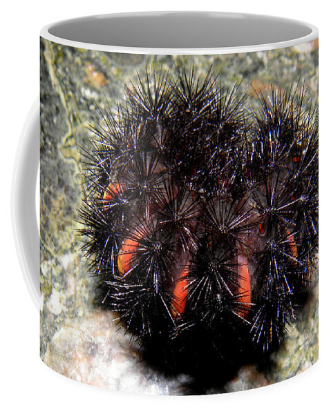 Caterpillar Coffee Mug featuring the photograph Caterpillar in all it's beauty by Kim Galluzzo