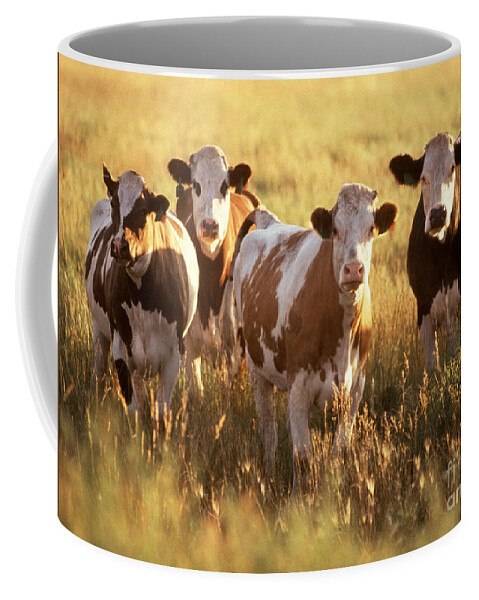 Cow Coffee Mug featuring the photograph Cattle In Field by Science Source