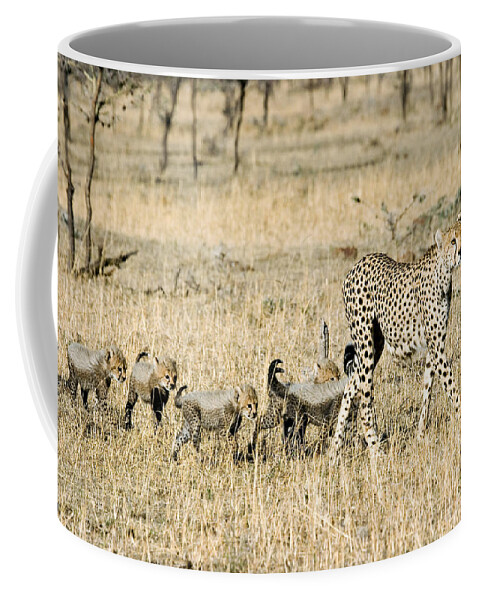 Animal Coffee Mug featuring the photograph Cheetah Mother And Cubs by Gregory G Dimijian MD