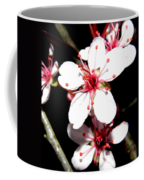 Cherry Blossoms Coffee Mug featuring the photograph Cherry Blooms At Night by Kim Galluzzo Wozniak