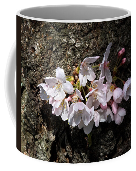 Washington D.c. Coffee Mug featuring the photograph Cherry Blossoms on the Tree's Trunk DS015 by Gerry Gantt