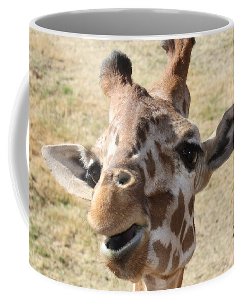 Giraffe Coffee Mug featuring the photograph Chewing my treat by Kim Galluzzo Wozniak