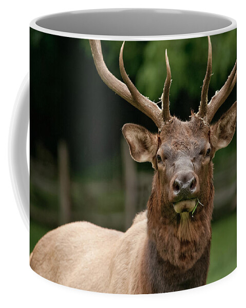 Elk Coffee Mug featuring the photograph Chewing the Grass by Joye Ardyn Durham