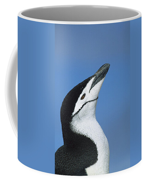 00260245 Coffee Mug featuring the photograph Chinstrap Penguin Adult Calling by Colin Monteath
