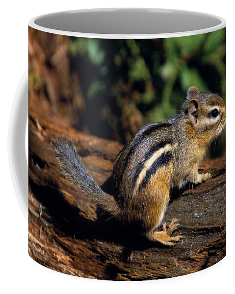 Outdoors Coffee Mug featuring the photograph Chipmunk On A Log by Natural Selection Bill Byrne