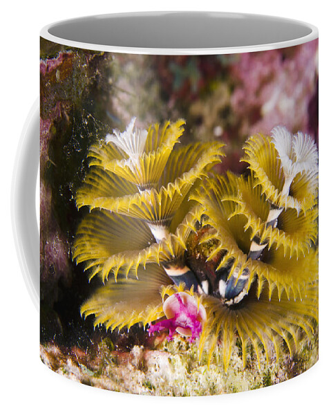 00462755 Coffee Mug featuring the photograph Christmas Tree Worm Bonaire by Pete Oxford