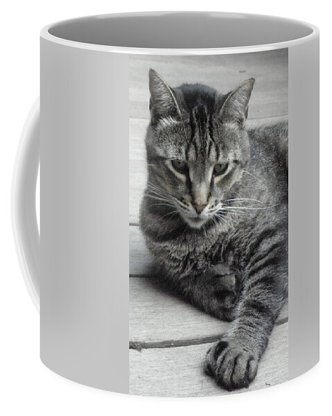 Cat Coffee Mug featuring the photograph Cisco And His Big Feet by Kim Galluzzo Wozniak