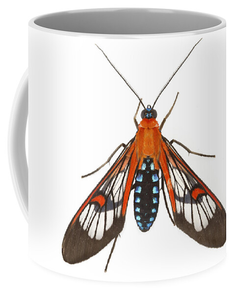 00478784 Coffee Mug featuring the photograph Clearwinged Tiger Moth Barbilla Np by Piotr Naskrecki