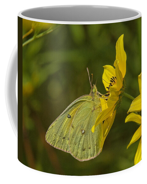 Nature Coffee Mug featuring the photograph Clouded Sulphur Butterfly DIN099 by Gerry Gantt